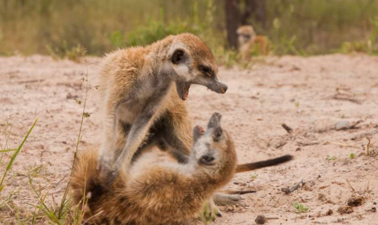 为了保卫领地,猫鼬以"舞"御敌