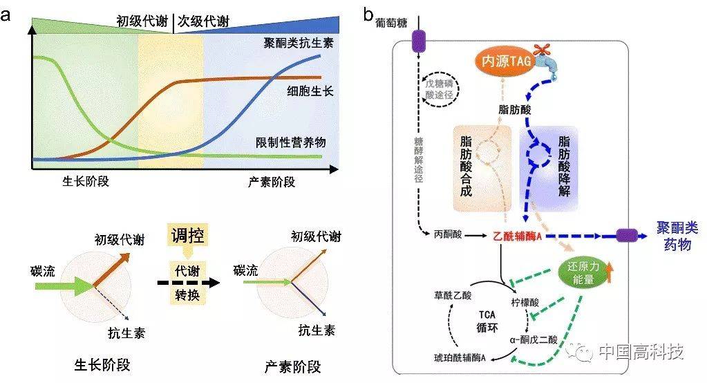 图1:链霉菌内源三酰甘油(tag)在衔接初级代谢和次级代谢,调节代谢转换