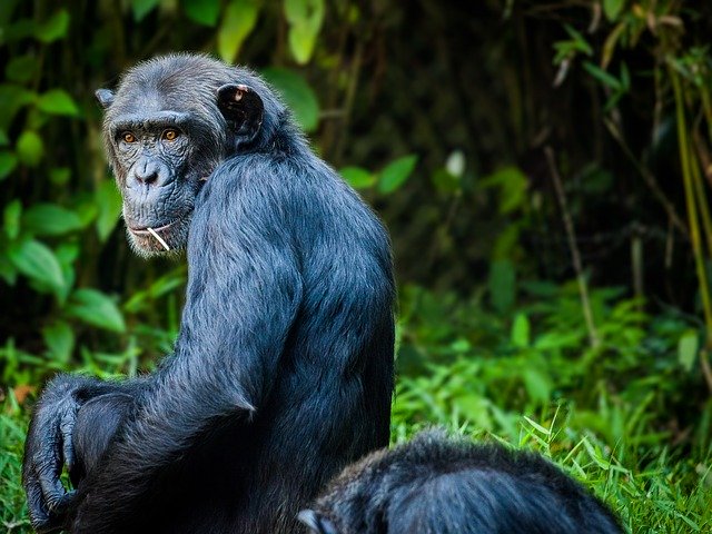 chimpanzee-1545010_640.jpg