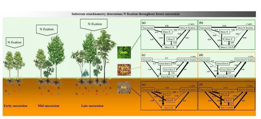 研究人员揭示森林演替驱动生物固氮及其关键机制 学术资讯 - 科技工作者之家