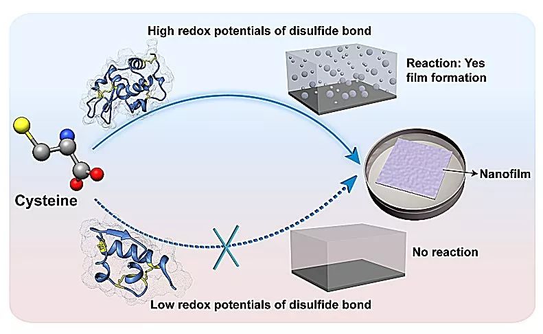 基于硫醇与二硫键交换反应的超大蛋白质纳米薄膜的合成及应用学术资讯 科技工作者之家