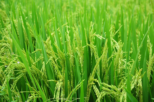 rice-1491868_640.jpg