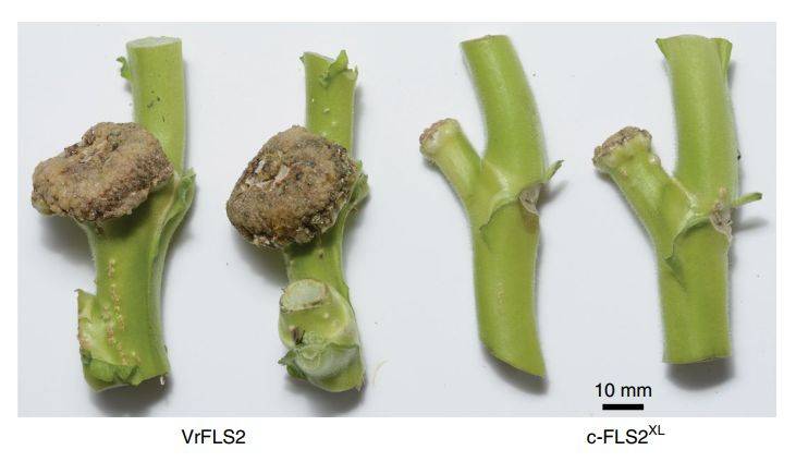 "魔高一尺,道高一丈",植物防御根瘤农杆菌的分子机制