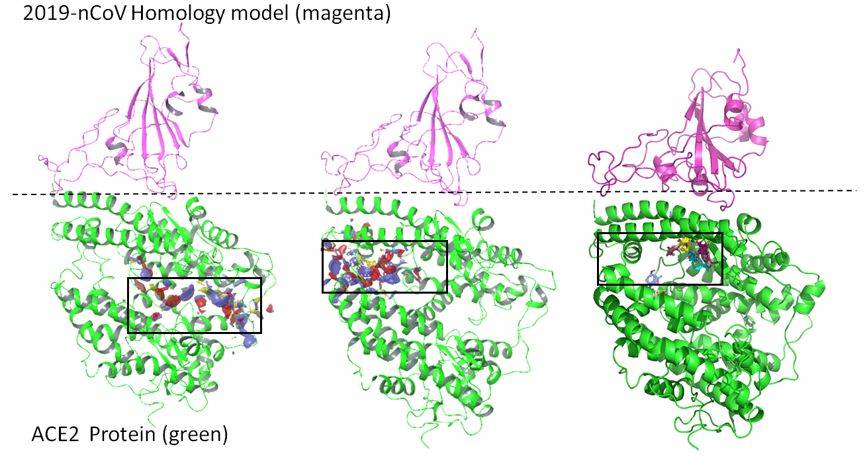 筛选出多个抗新型冠状病毒2019-ncov活性小分子
