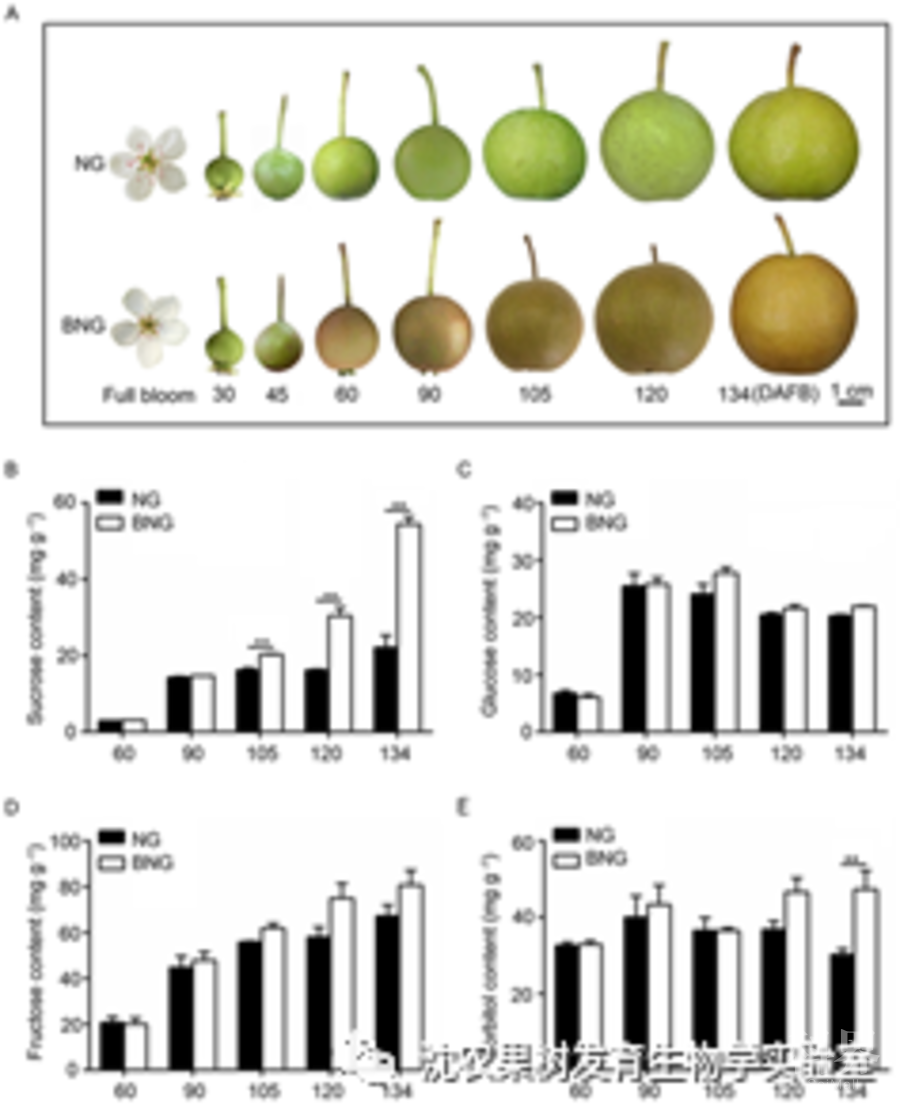 南果梨(ng)及其高糖芽变(bng)果实发育过程中糖含量变化 dafb:盛花后