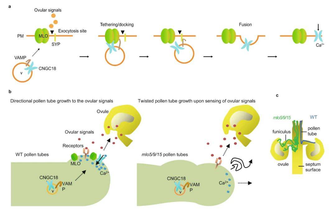 中科院遗传所杨维才课题组发现花粉管中新的信号通路揭示其调控花粉管