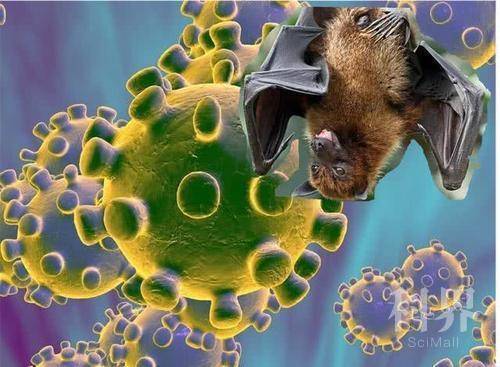 蝙蝠被认为是新冠病毒可能的宿主(图片来源于网络)
