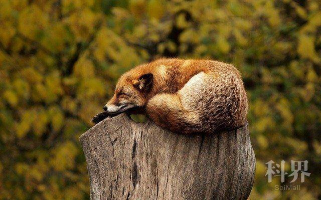 fox-1284512_640.jpg