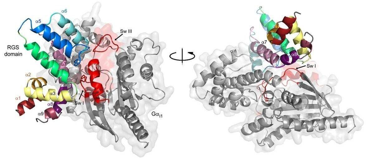 科学家发现新的致癌原因:g蛋白调节因子突变