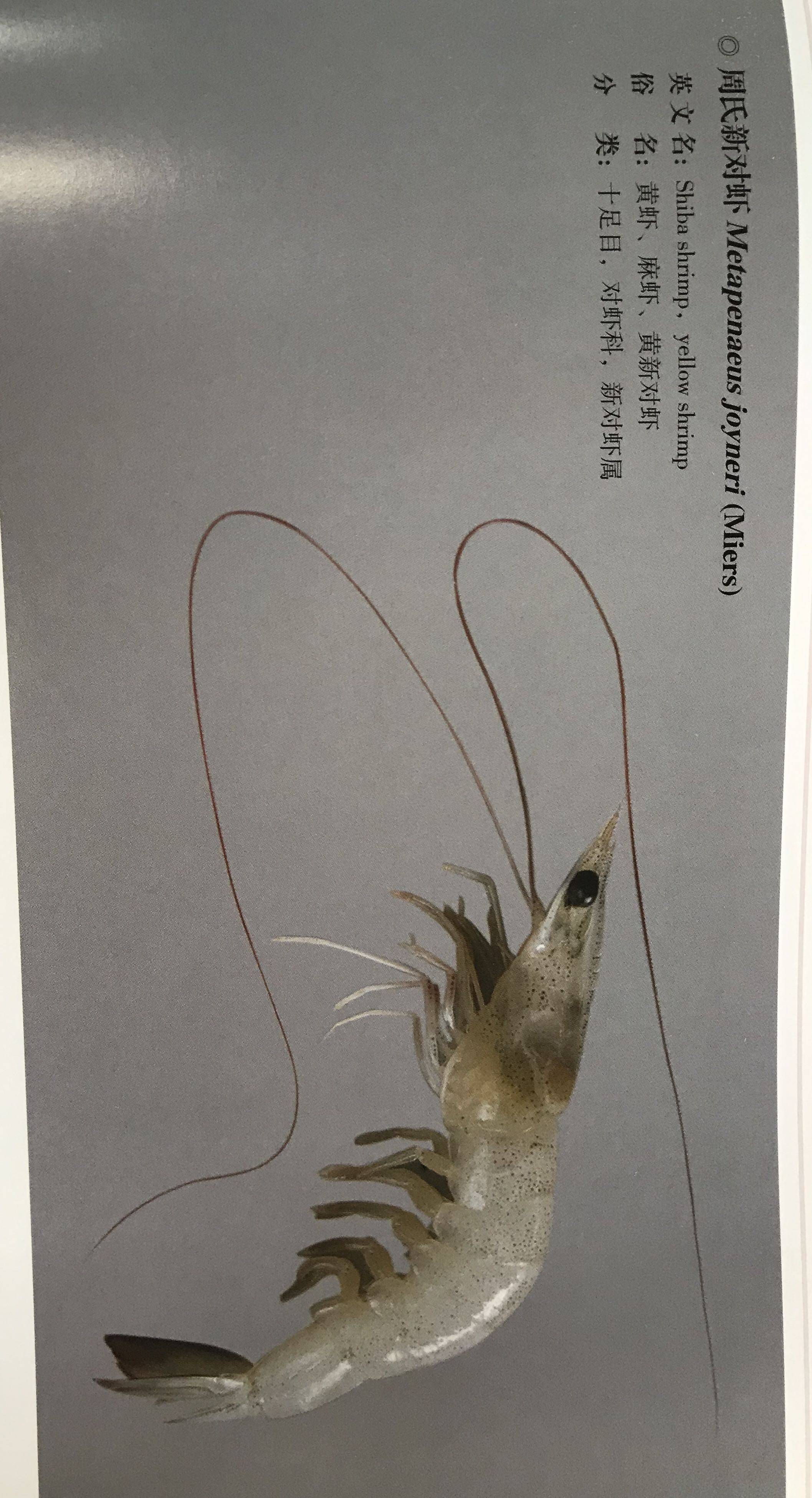 周氏新对虾 热门话题 - 科技工作者之家