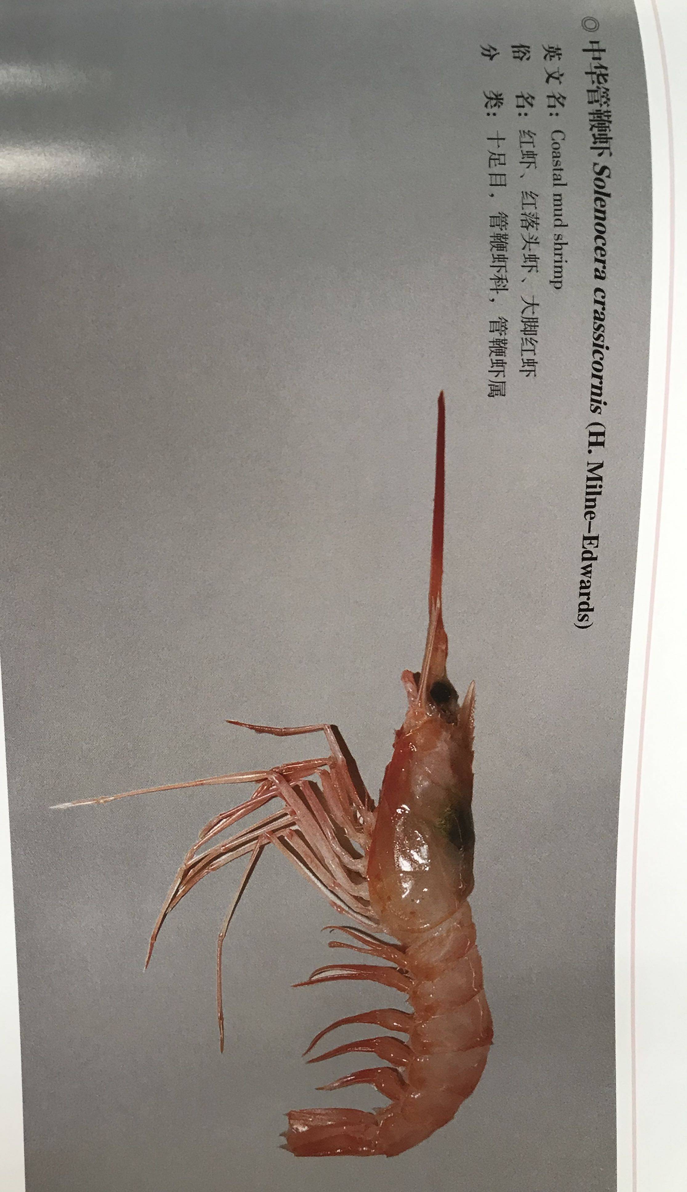 中华管鞭虾#中华管鞭虾科技社交圈