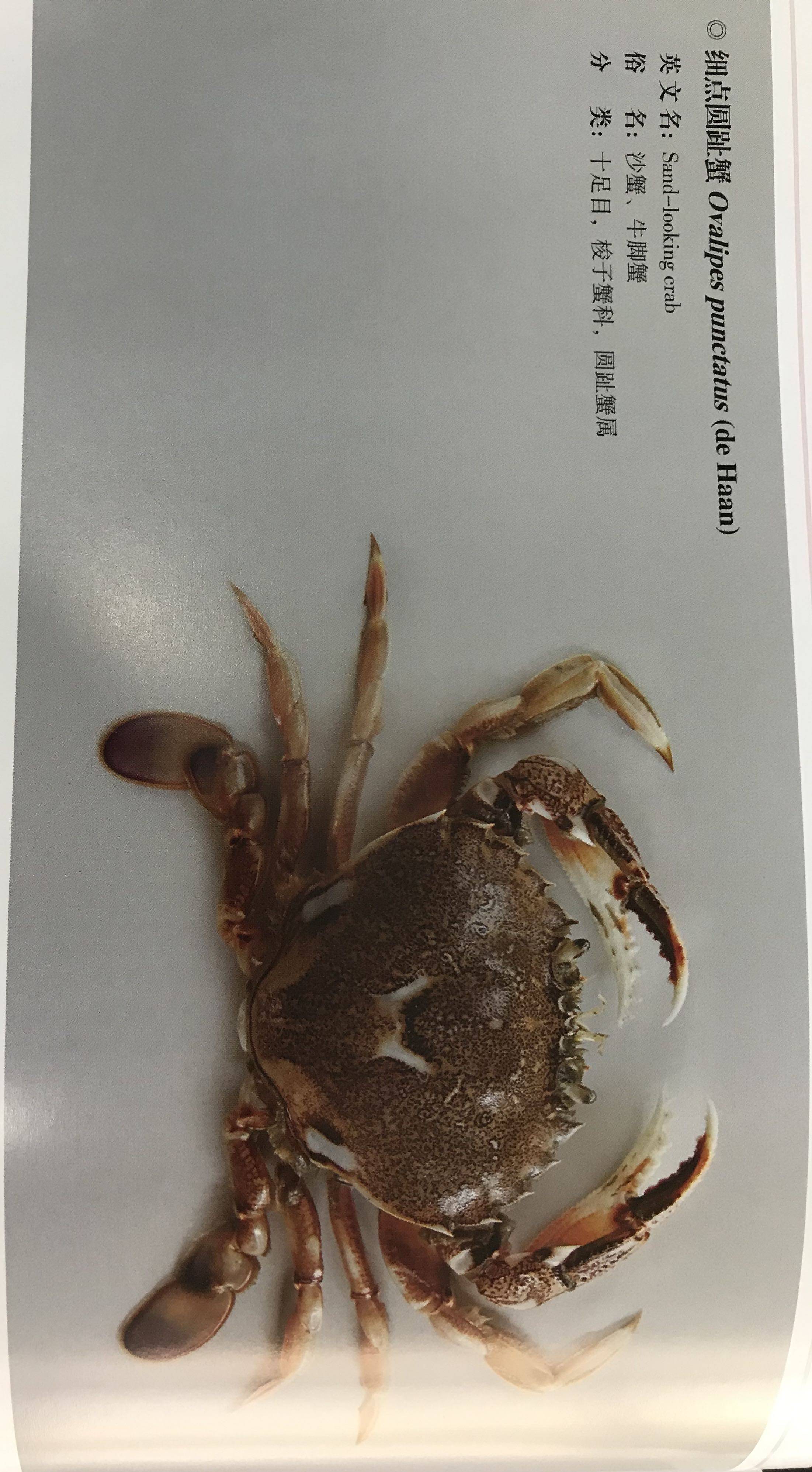 细点圆趾蟹 热门话题 - 科技工作者之家