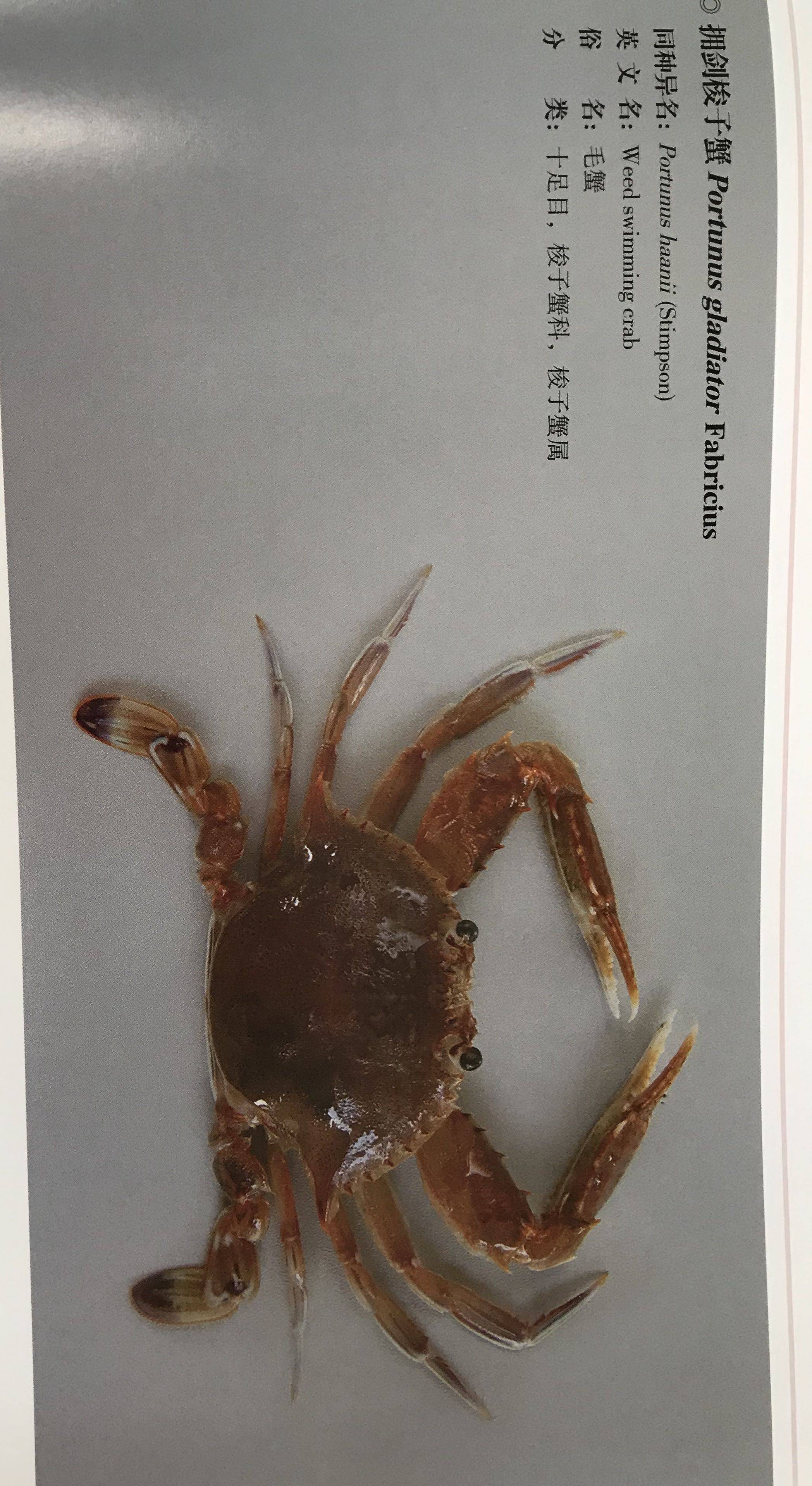 拥剑梭子蟹 热门话题 - 科技工作者之家