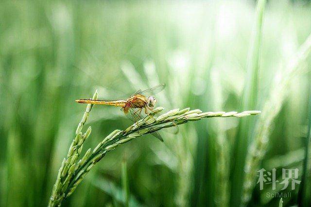 dragonfly-2551460_640.jpg