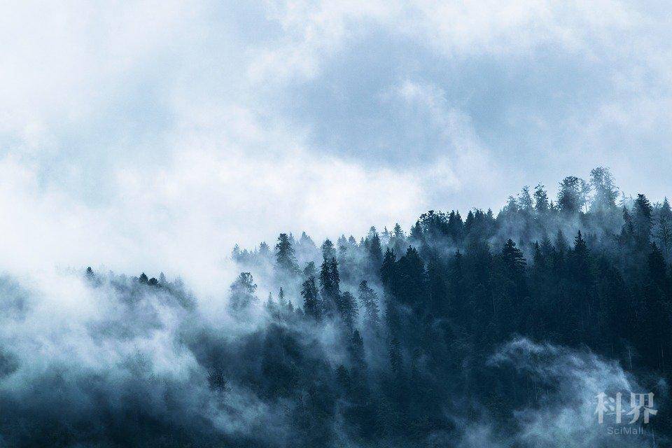 雾, 森林, 黑暗, 悲观, 杉林, 针叶林, 引人注目, 蓝色, 天气心情, 景观, 心情, 雷暴, 神秘