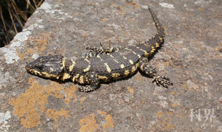 科学家发现了史矛革蜥蜴的新物种
