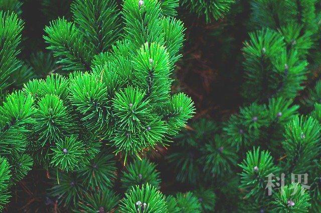 pine-1884335_640.jpg