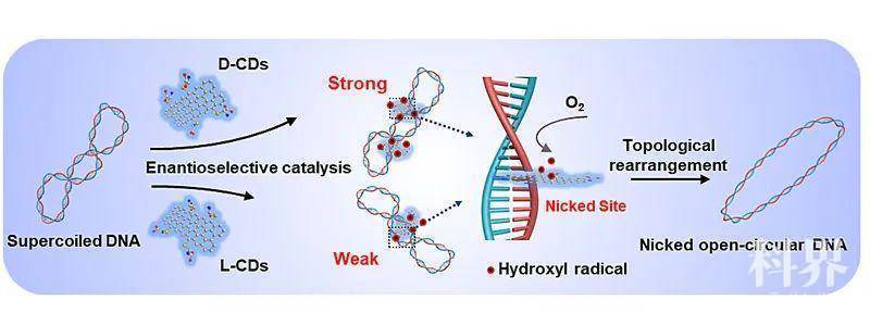 angewchem手性碳量子點模擬拓撲異構酶i調控超螺旋dna拓撲結構