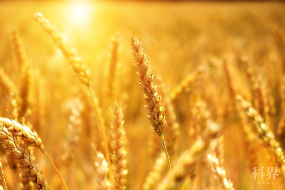小麦, 粮食, 麦田, 谷物, 太阳, 阳光, 光, 字段, 农业, 夏季, 耕地