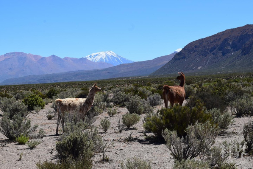 安第斯高原大羊驼可能不知道,在它们脚下有大量岩浆.