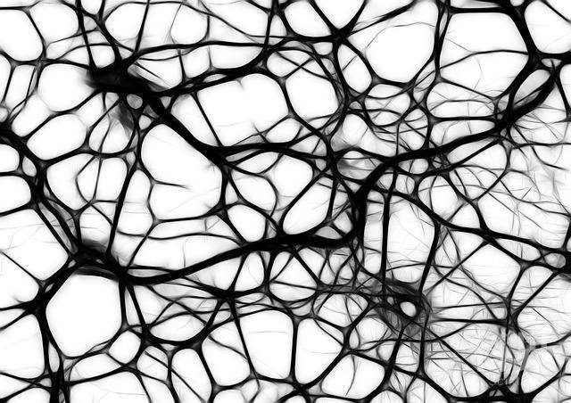 neurons-440660_640.jpg