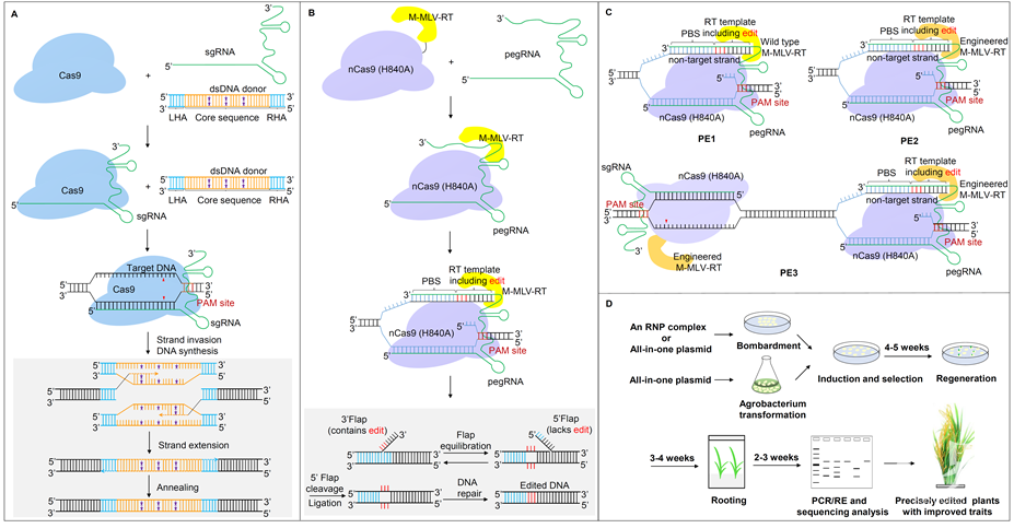 crispr/cas9介导的传统同源定向修复精准基因编辑技术和引导编辑技术