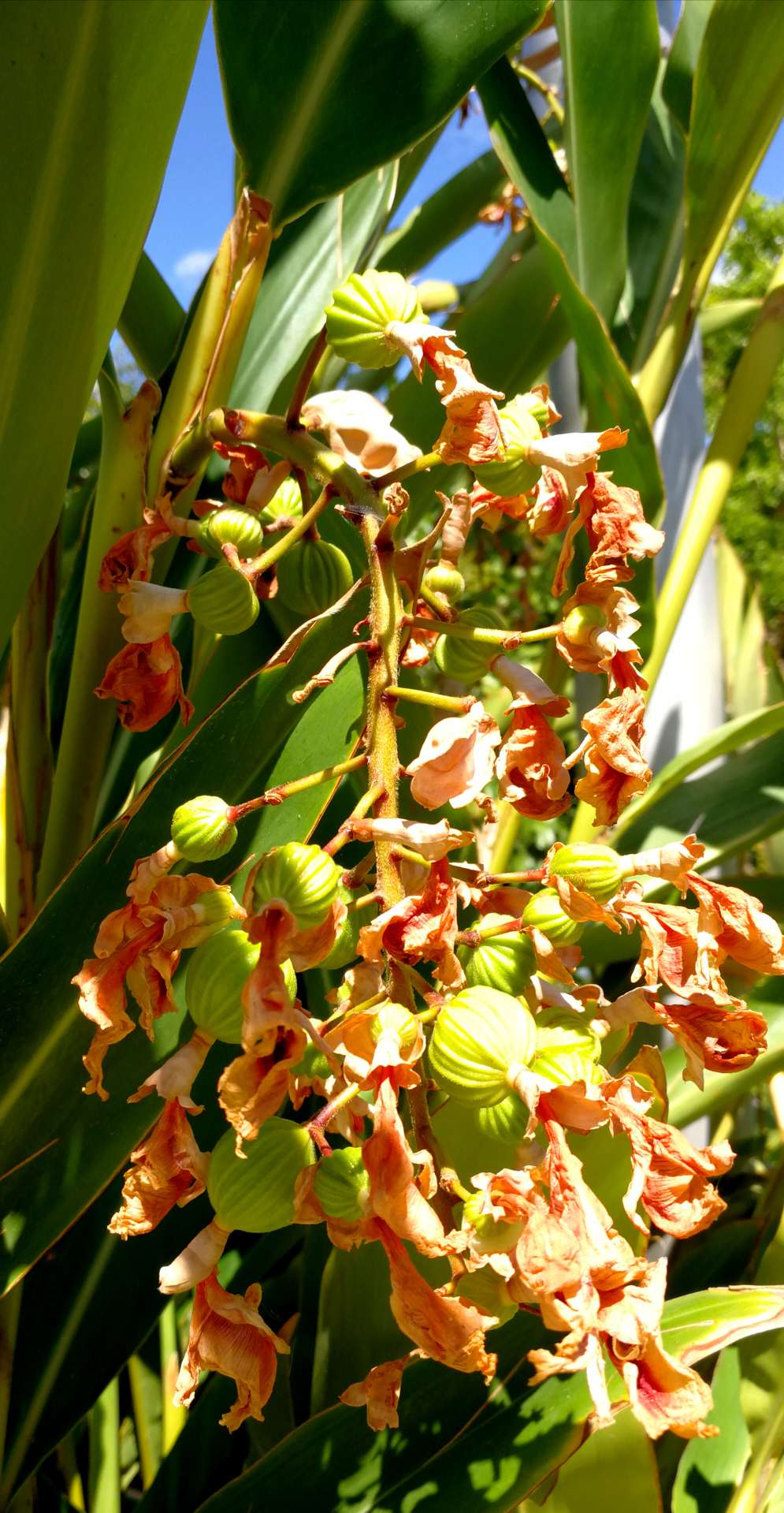 香料-菠扣果实 热门话题 - 科技工作者之家