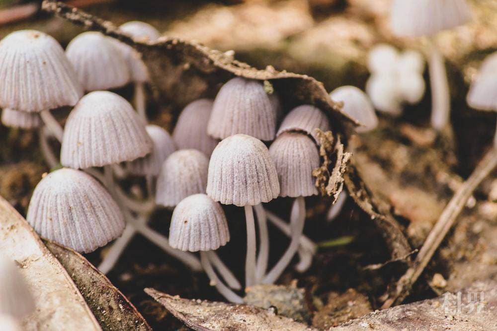 white mushroom