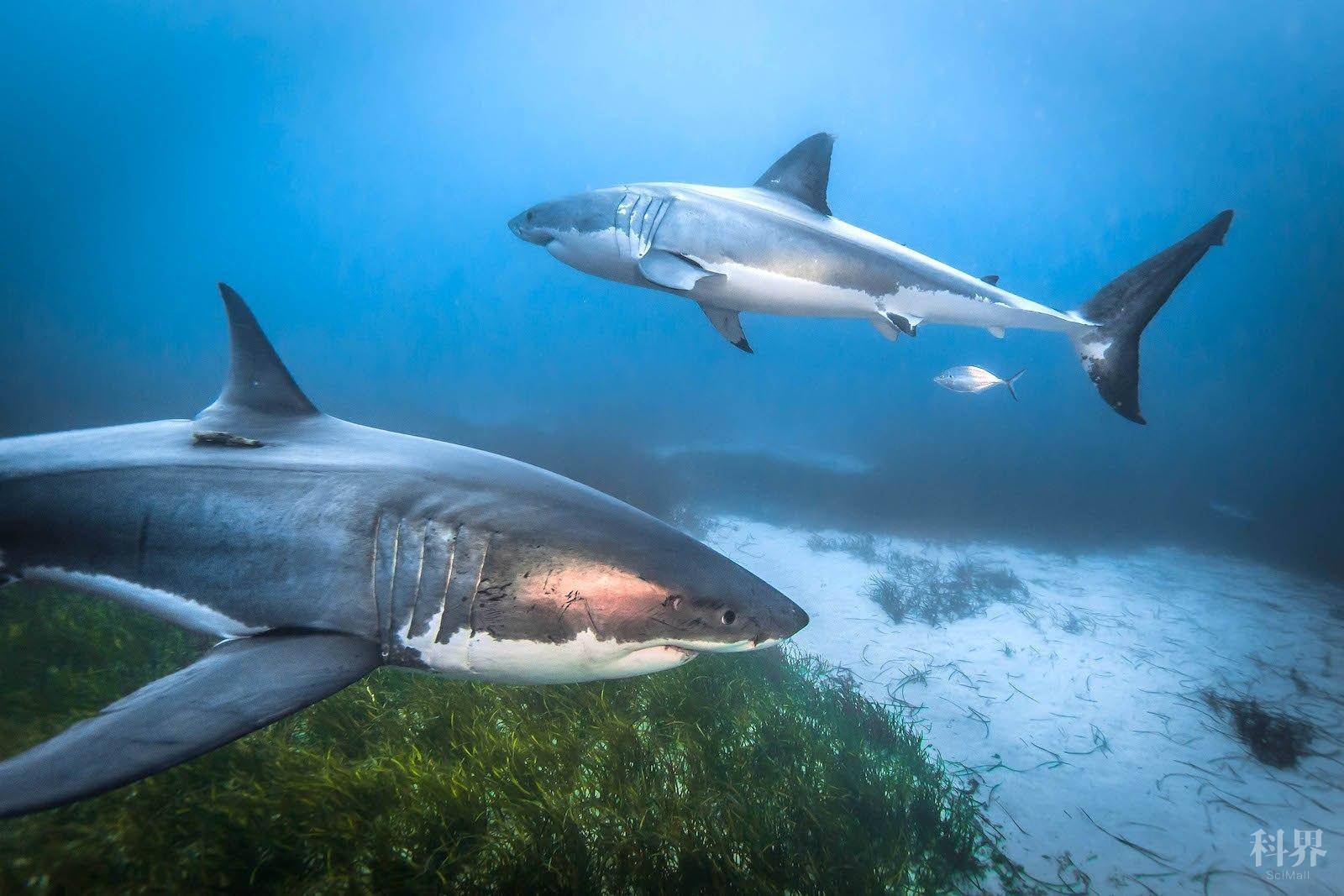 鲨鱼养殖产业图片