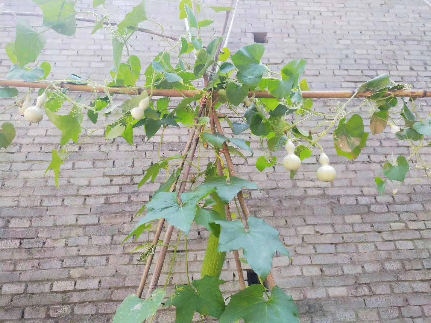 墙边架子上的葫芦 热门话题 - 科技工作者之家