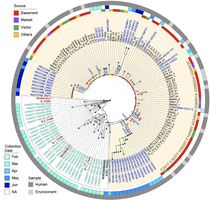 环境样本中获得病毒基因组序列分析表明其病毒序列具有明显的突变特征