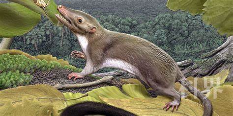 7500多万年前哺乳动物就有社群行为