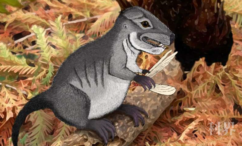 似鼠非鼠,这种小动物居然是哺乳动物的祖先?