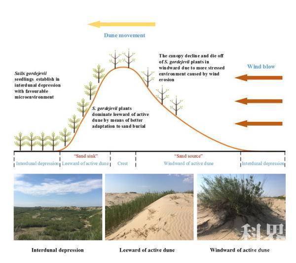 沈阳生态所揭示科尔沁沙地流动沙丘黄柳灌丛发生衰退死亡的生理机制