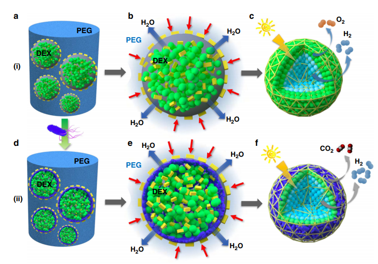 哈工大科学家研发微生物迷你制氢厂