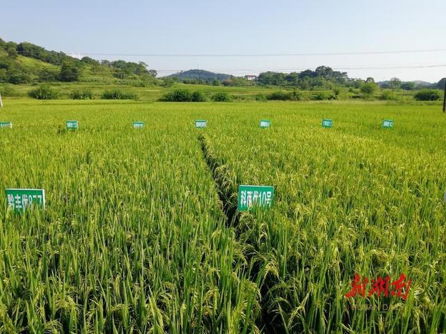 永州市冷水滩区岚角山水稻品比试验基地 张盈 摄