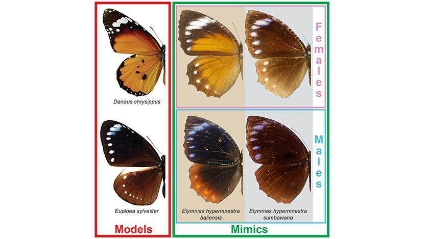 雌蝴蝶和雄蝴蝶为什么颜色不一样