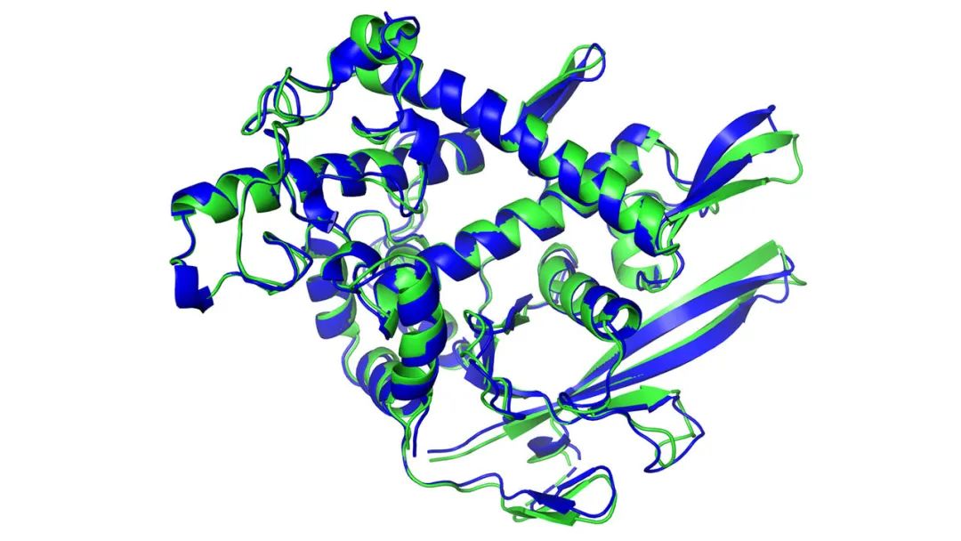 蓝色为计算机预测的蛋白质结构，绿色为实验验证结果，二者相似度非常高。