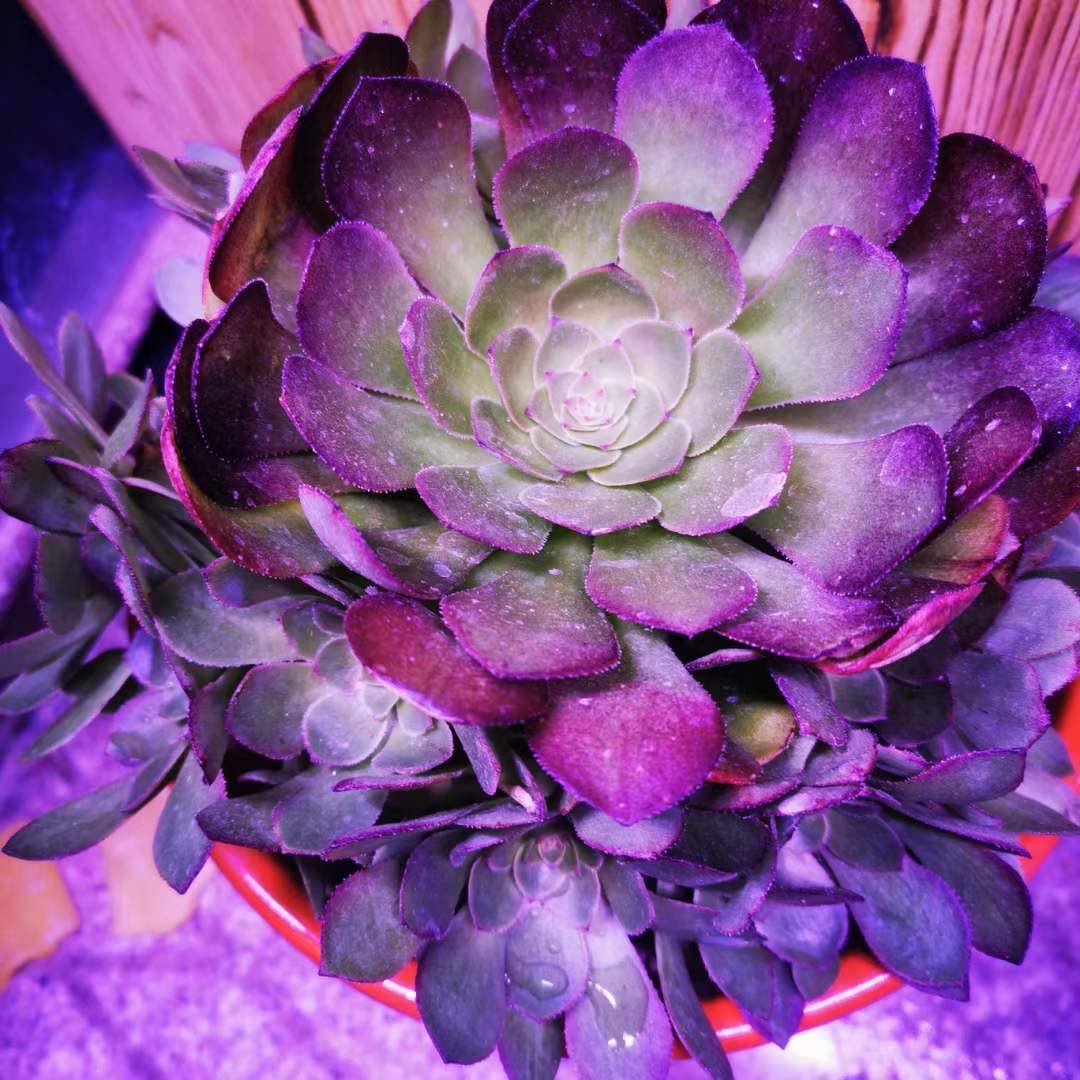 紫色灯光下的多肉 热门话题 - 科技工作者之家