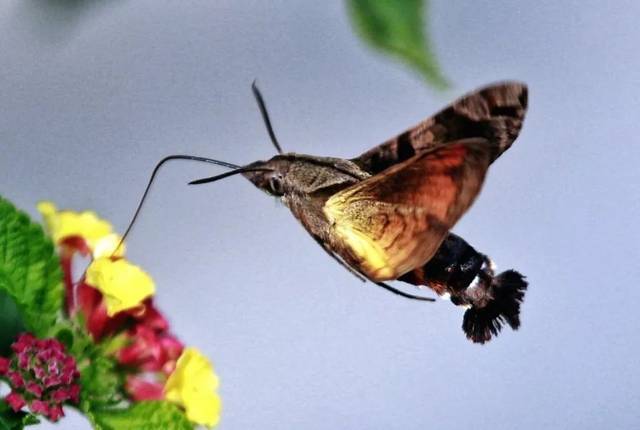 中国辽西发现12亿前古喙鸟幼体