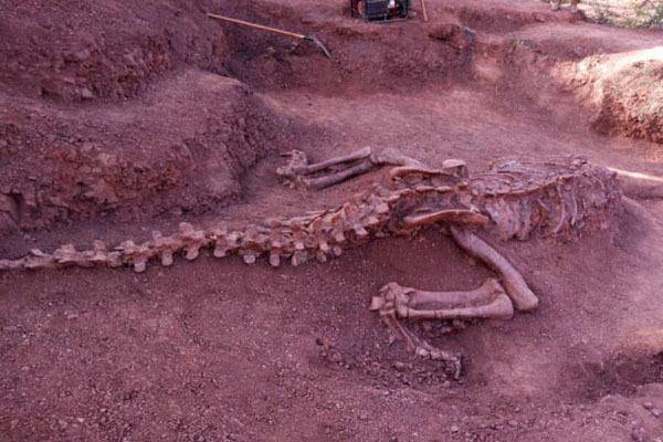 云南禄丰发现大足龙类恐龙幼体化石