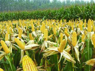 玉米杂种优势利用“新钥匙”找到.jpg