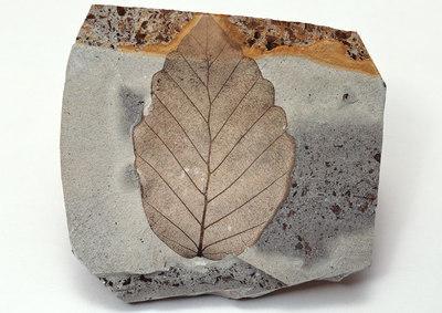 植物化石 种类图片