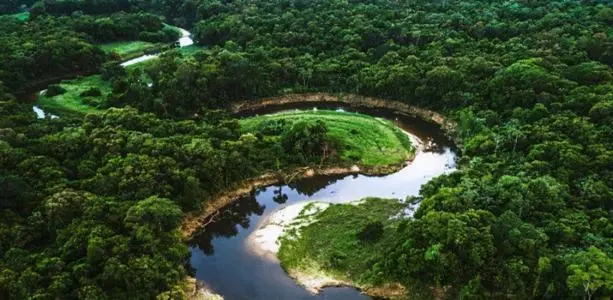 亚马孙雨林部分地区从“碳汇”变“碳源”.jpg