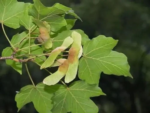 18种野生植物保护级别获调整.webp