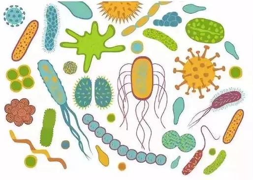 肠道微生物群.jpg
