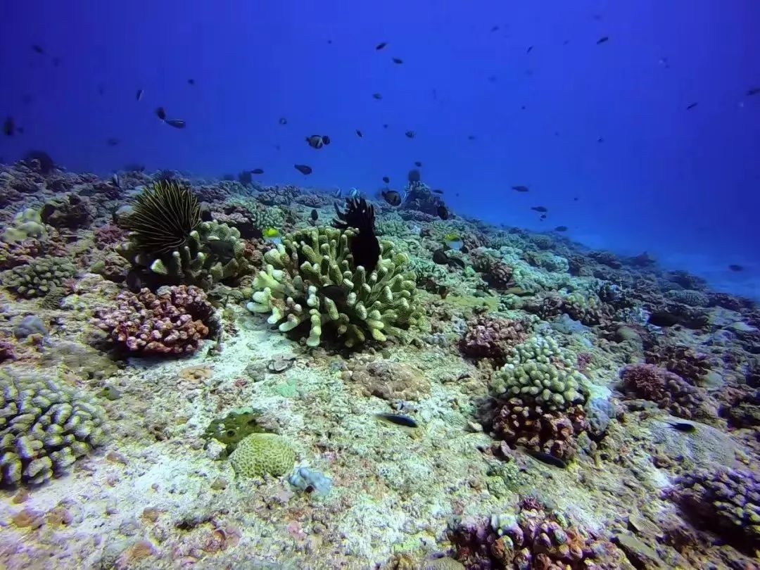 珊瑚礁面积及生物多样性下降一半.jpg