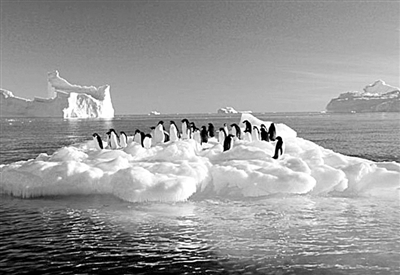 南极苔原年排放三氯甲烷约100吨.jpg