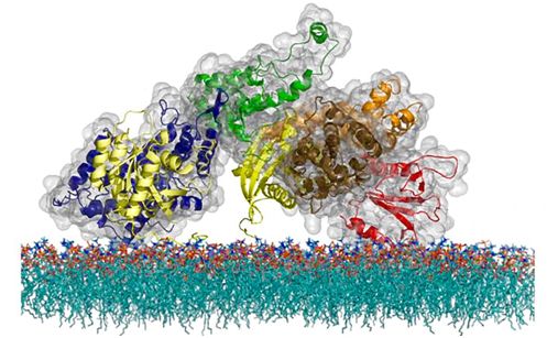 科学家揭示胞内致病聚集态蛋白质极性异质性.jpg