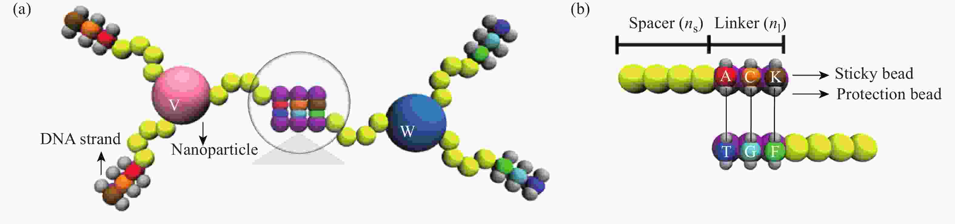 DNA分子可变身自组装“接口”材料.jpg